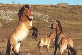 Chevaux de Przewalski